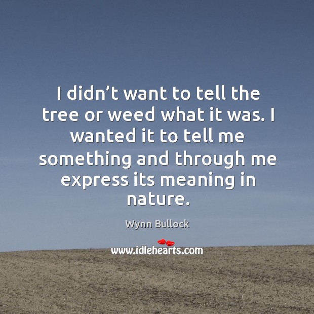 I didn’t want to tell the tree or weed what it was. I wanted it to tell me something and through Wynn Bullock Picture Quote