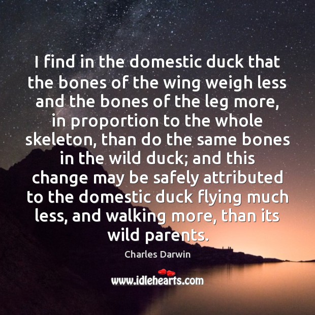 I find in the domestic duck that the bones of the wing Charles Darwin Picture Quote