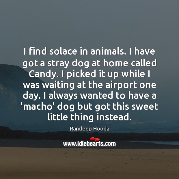 I find solace in animals. I have got a stray dog at Randeep Hooda Picture Quote