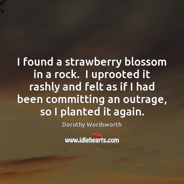 I found a strawberry blossom in a rock.  I uprooted it rashly Dorothy Wordsworth Picture Quote