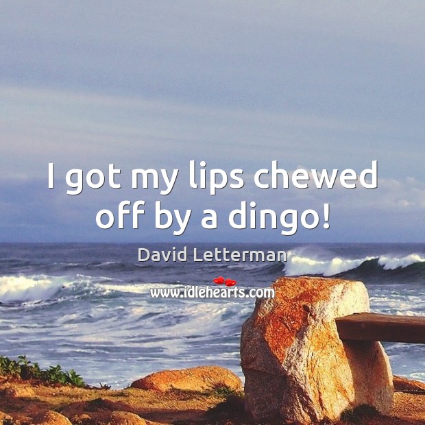 I got my lips chewed off by a dingo! David Letterman Picture Quote