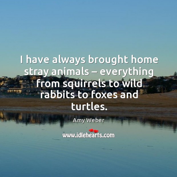 I have always brought home stray animals – everything from squirrels to wild Amy Weber Picture Quote