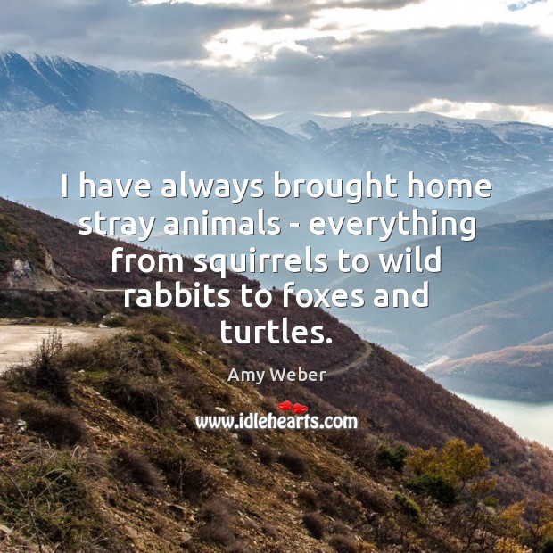 I have always brought home stray animals – everything from squirrels to Amy Weber Picture Quote