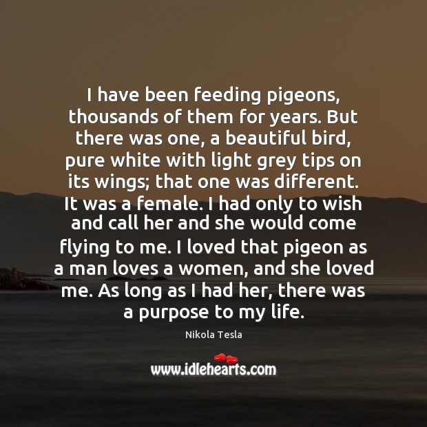 I have been feeding pigeons, thousands of them for years. But there Nikola Tesla Picture Quote