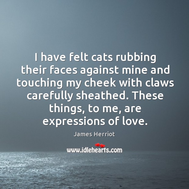 I have felt cats rubbing their faces against mine and touching my cheek with claws James Herriot Picture Quote