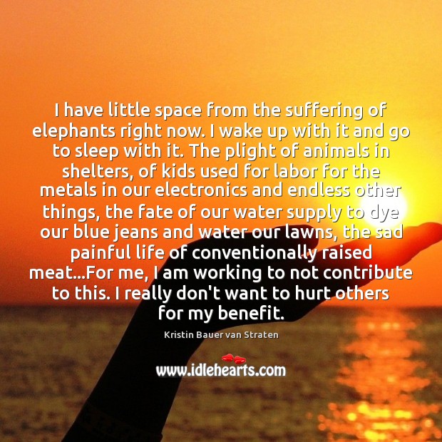 I have little space from the suffering of elephants right now. I Kristin Bauer van Straten Picture Quote