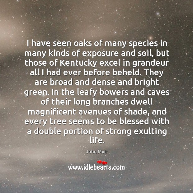 I have seen oaks of many species in many kinds of exposure John Muir Picture Quote