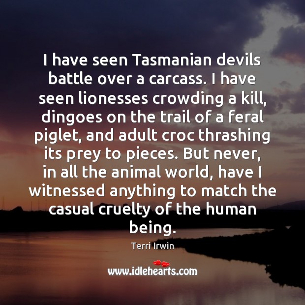 I have seen Tasmanian devils battle over a carcass. I have seen 