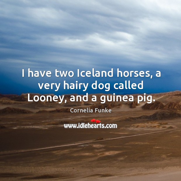 I have two iceland horses, a very hairy dog called looney, and a guinea pig. Image