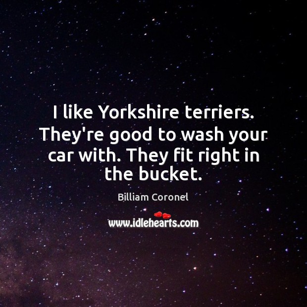 I like Yorkshire terriers. They’re good to wash your car with. They 