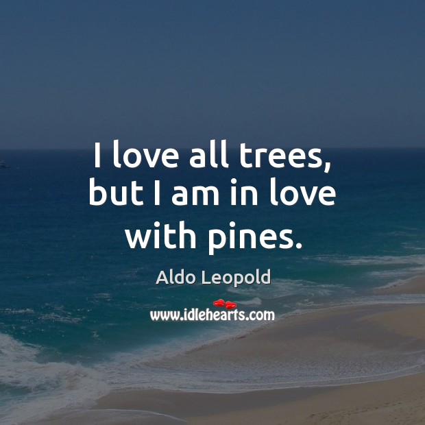I love all trees, but I am in love with pines. Aldo Leopold Picture Quote