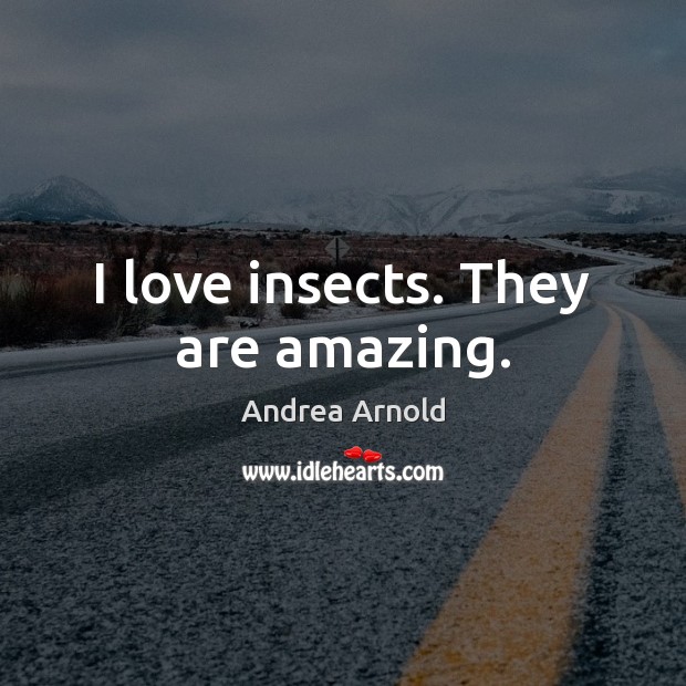 I love insects. They are amazing. Andrea Arnold Picture Quote