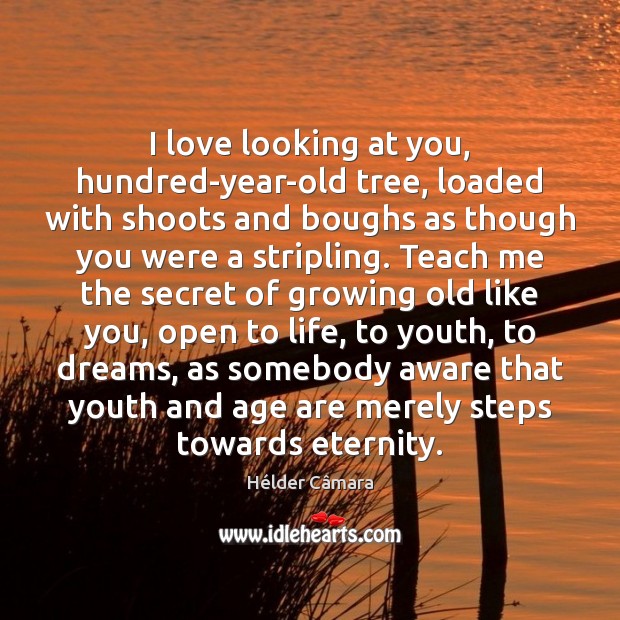 I love looking at you, hundred-year-old tree, loaded with shoots and boughs Hélder Câmara Picture Quote