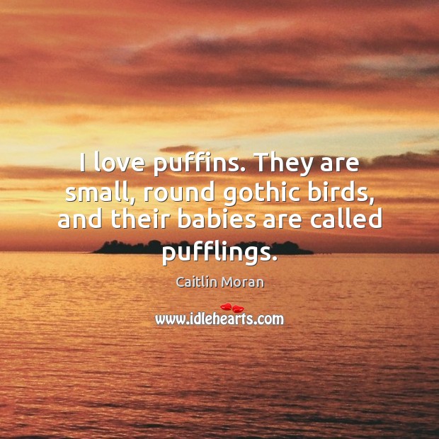 I love puffins. They are small, round gothic birds, and their babies are called pufflings. Caitlin Moran Picture Quote