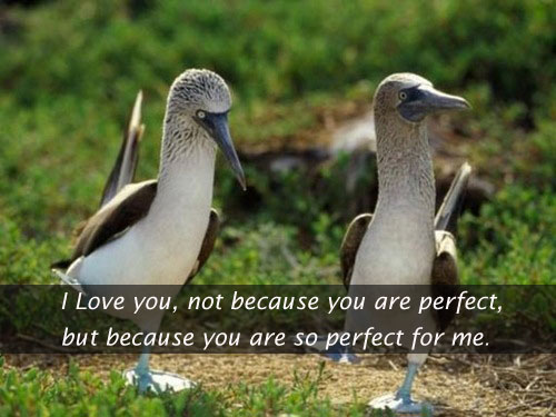 I love you because you are so perfect for me I Love You Quotes Image