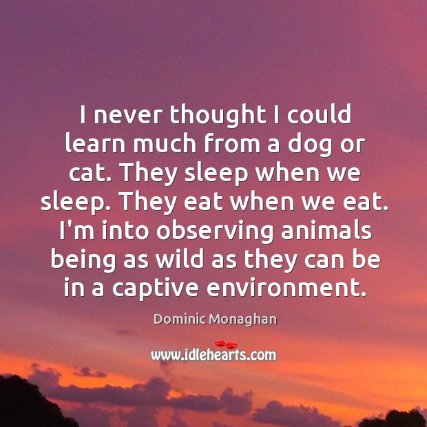 I never thought I could learn much from a dog or cat. Dominic Monaghan Picture Quote