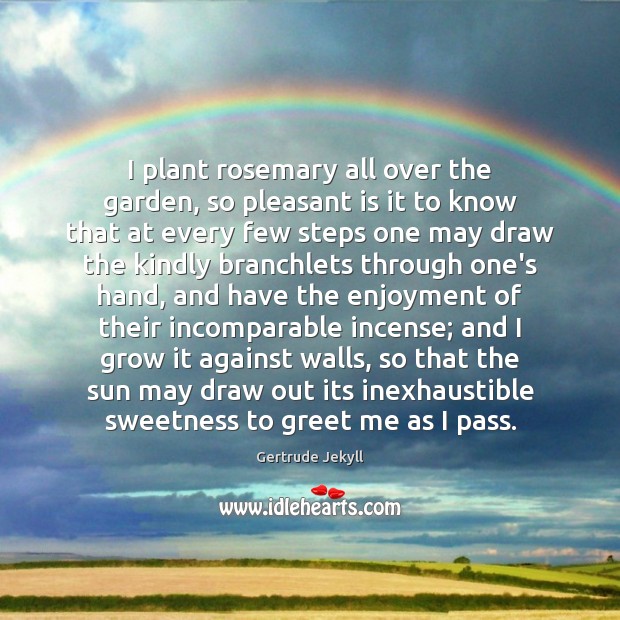 I plant rosemary all over the garden, so pleasant is it to Gertrude Jekyll Picture Quote
