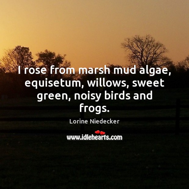 I rose from marsh mud algae, equisetum, willows, sweet green, noisy birds and frogs. Image