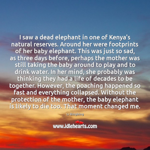 I saw a dead elephant in one of Kenya’s natural reserves. Around Image