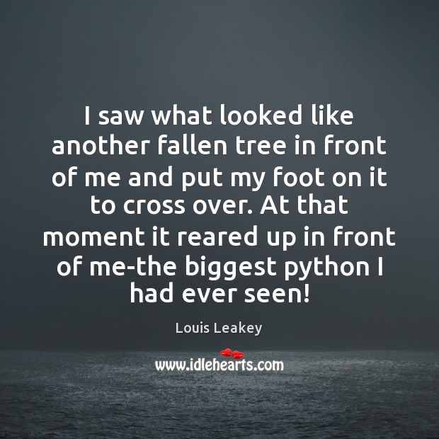 I saw what looked like another fallen tree in front of me Louis Leakey Picture Quote