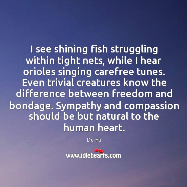 I see shining fish struggling within tight nets, while I hear orioles Du Fu Picture Quote