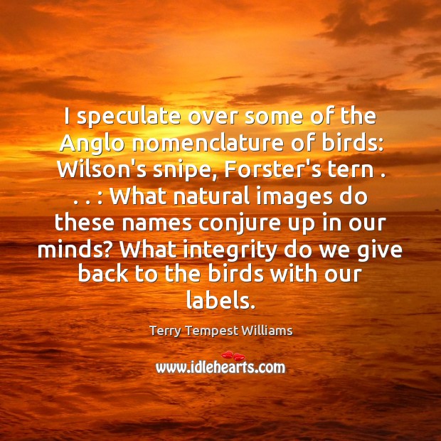 I speculate over some of the Anglo nomenclature of birds: Wilson’s snipe, Terry Tempest Williams Picture Quote
