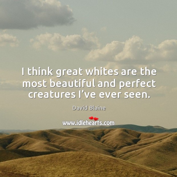I think great whites are the most beautiful and perfect creatures I’ve ever seen. David Blaine Picture Quote