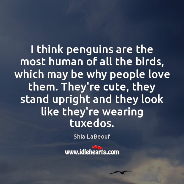 I think penguins are the most human of all the birds, which Shia LaBeouf Picture Quote