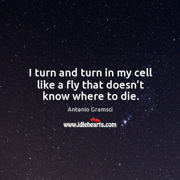 I turn and turn in my cell like a fly that doesn’t know where to die. Antonio Gramsci Picture Quote