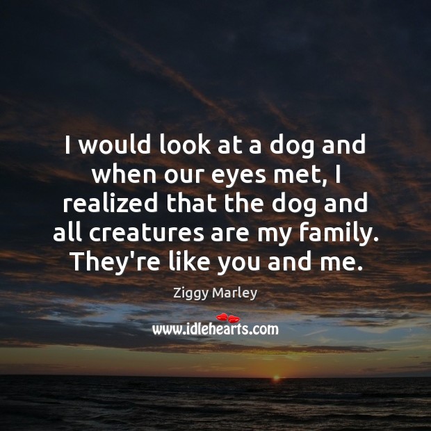 I would look at a dog and when our eyes met, I Ziggy Marley Picture Quote