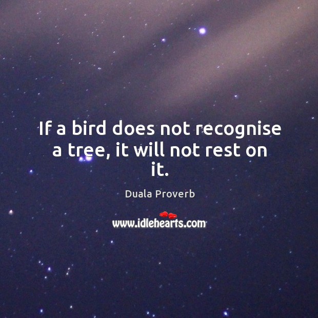 If a bird does not recognise a tree, it will not rest on it. Duala Proverbs Image