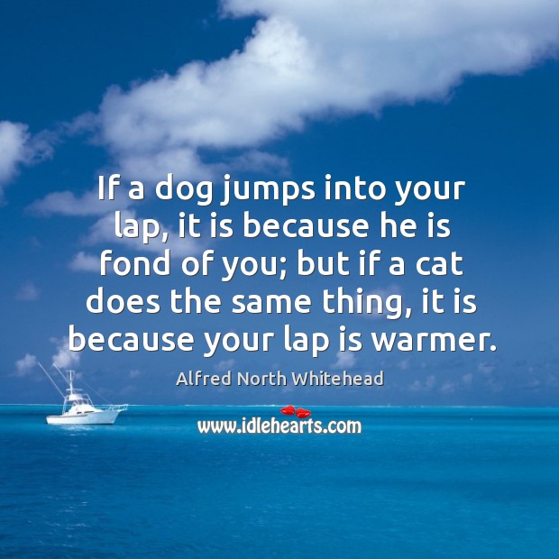 If a dog jumps into your lap, it is because he is fond of you; but if a cat does the same Image