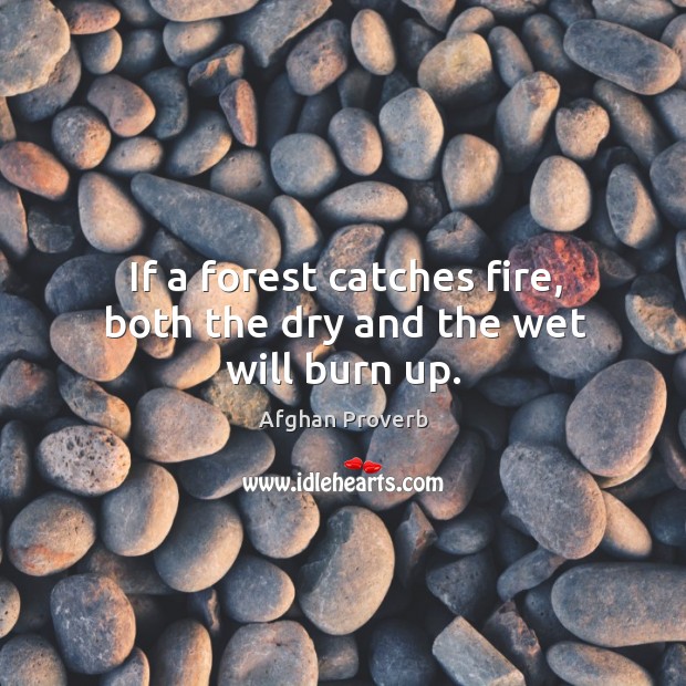 If a forest catches fire, both the dry and the wet will burn up. Afghan Proverbs Image