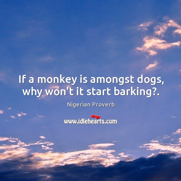 If a monkey is amongst dogs, why won’t it start barking?. Nigerian Proverbs Image