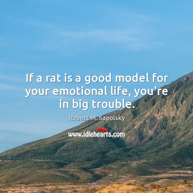 If a rat is a good model for your emotional life, you’re in big trouble. Robert M. Sapolsky Picture Quote
