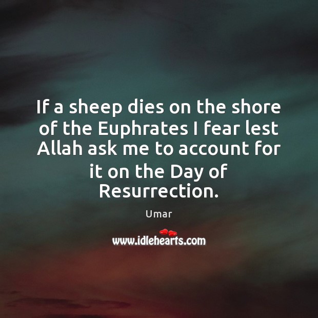 If a sheep dies on the shore of the Euphrates I fear Umar Picture Quote