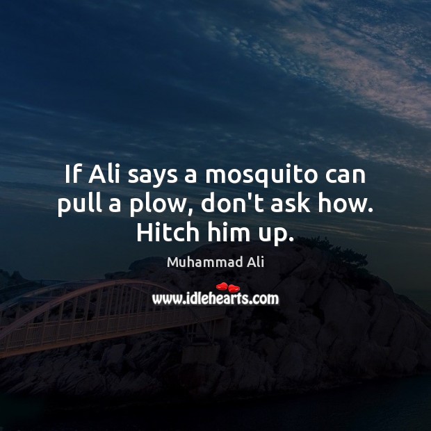 If Ali says a mosquito can pull a plow, don’t ask how. Hitch him up. Muhammad Ali Picture Quote