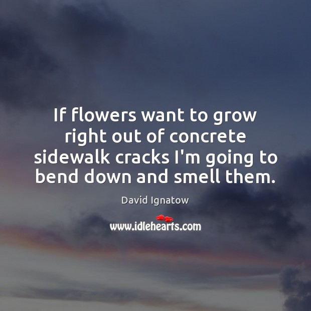 If flowers want to grow right out of concrete sidewalk cracks I’m David Ignatow Picture Quote