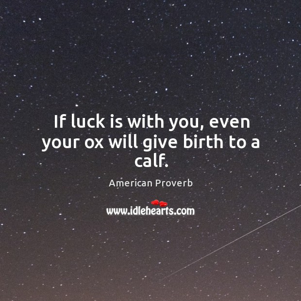 If luck is with you, even your ox will give birth to a calf. American Proverbs Image
