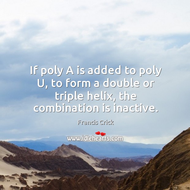 If poly a is added to poly u, to form a double or triple helix, the combination is inactive. Francis Crick Picture Quote