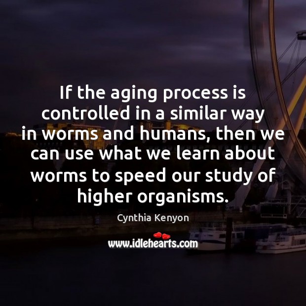 If the aging process is controlled in a similar way in worms 