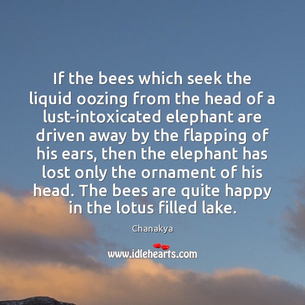 If the bees which seek the liquid oozing from the head of Chanakya Picture Quote