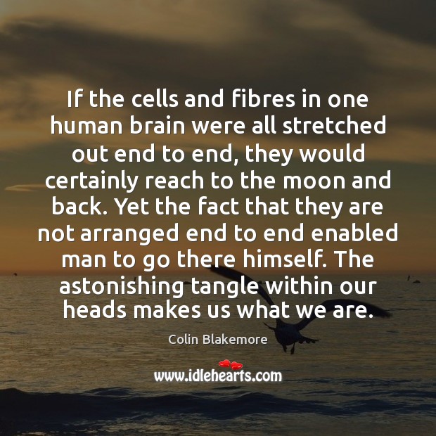 If the cells and fibres in one human brain were all stretched Colin Blakemore Picture Quote