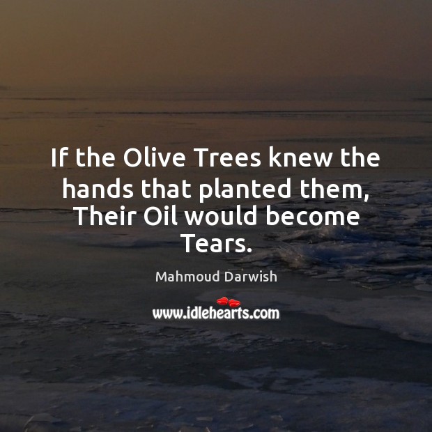 If the Olive Trees knew the hands that planted them, Their Oil would become Tears. Mahmoud Darwish Picture Quote