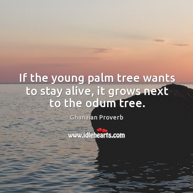 If the young palm tree wants to stay alive, it grows next to the odum tree. Ghanaian Proverbs Image