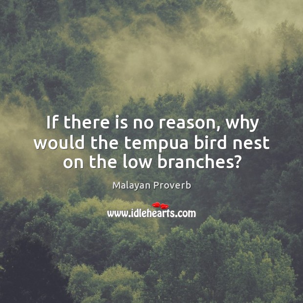 If there is no reason, why would the tempua bird nest on the low branches? Image