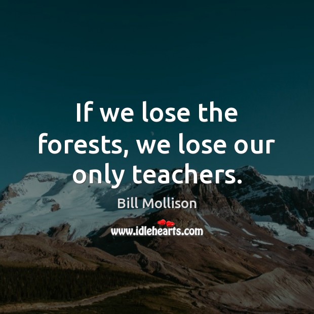 If we lose the forests, we lose our only teachers. Bill Mollison Picture Quote