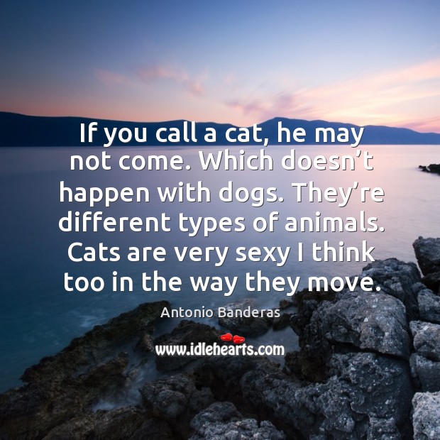 If you call a cat, he may not come. Which doesn’t happen with dogs. Antonio Banderas Picture Quote