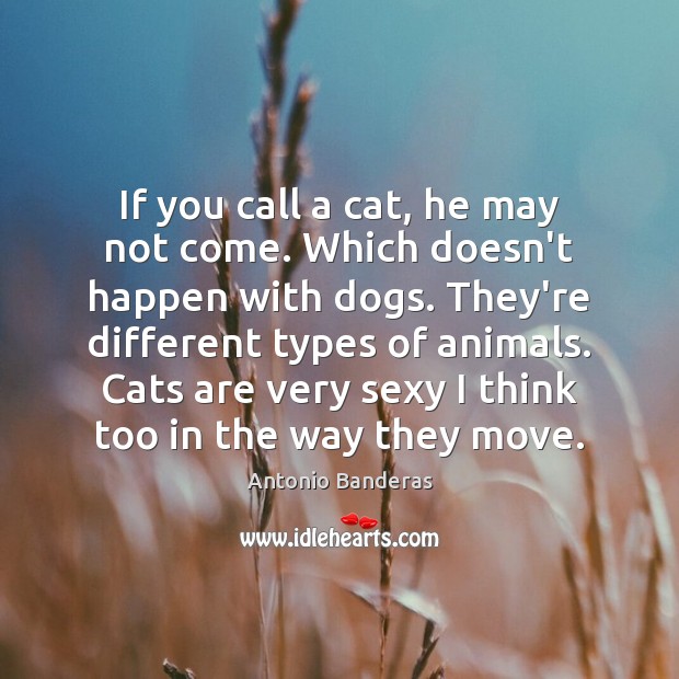 If you call a cat, he may not come. Which doesn’t happen Antonio Banderas Picture Quote