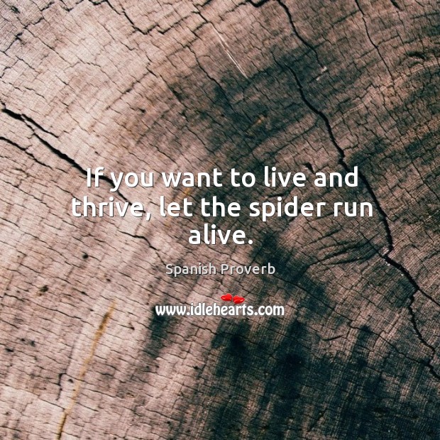 If you want to live and thrive, let the spider run alive. Spanish Proverbs Image